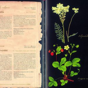 Libro Atlas Ilustrado De Plantas Silvestres E Infusiones Curativas Eliska Tomanova Susaeta
