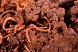 Tierra oscura y fértil con materia orgánica en descomposición