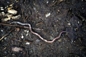 Manos sosteniendo tierra fértil y compost