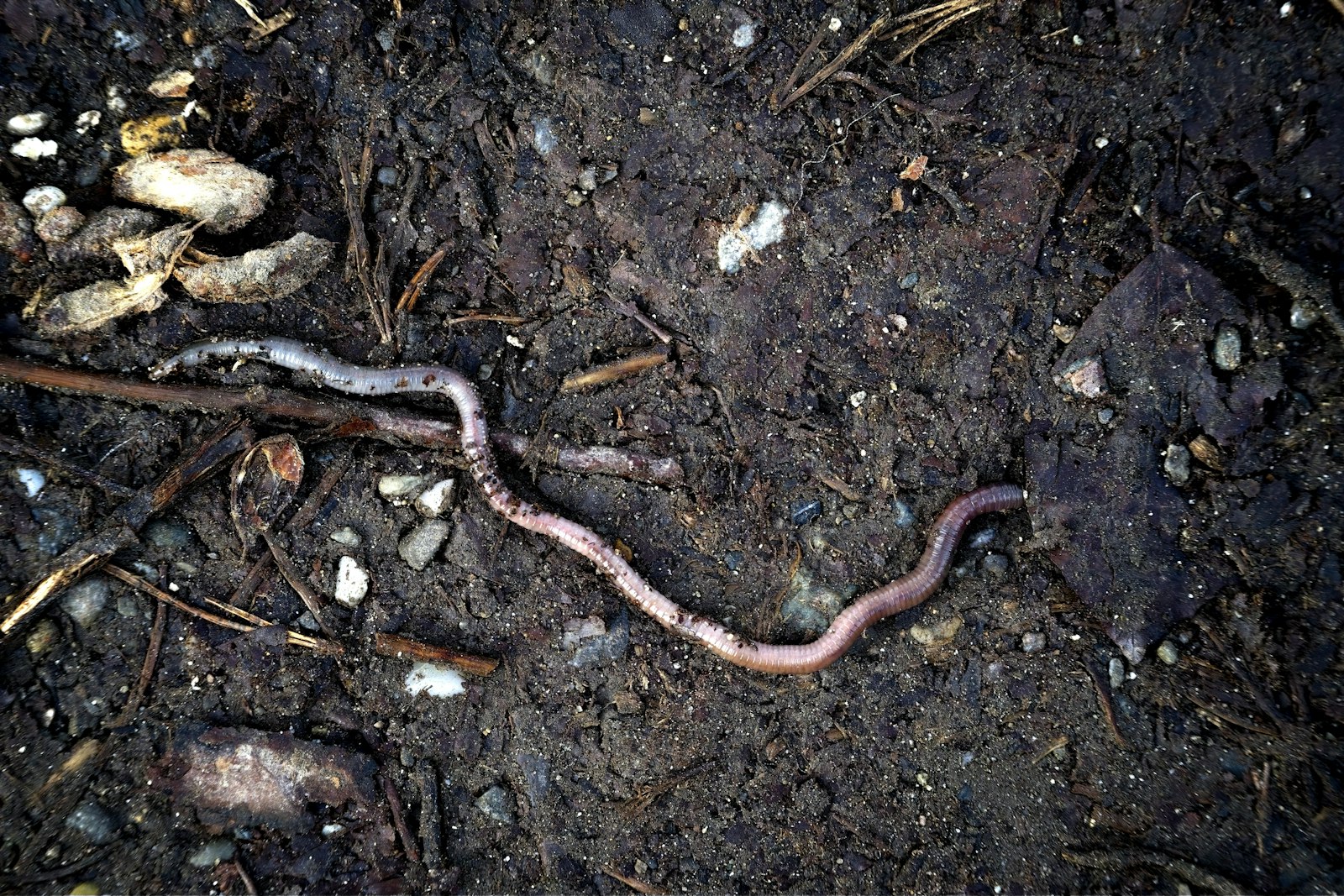 Manos sosteniendo tierra fértil y compost